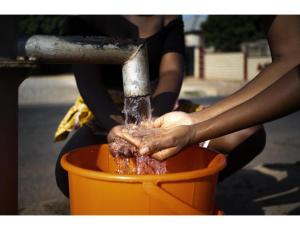 Dog Training Services - 3